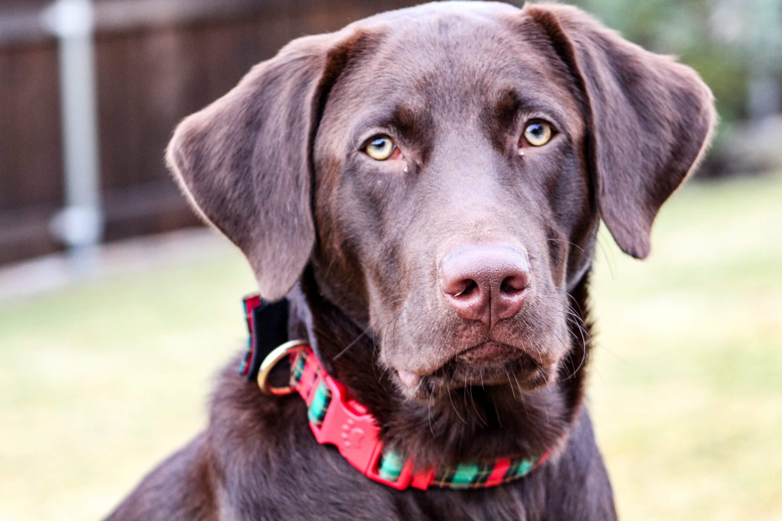 A dog with a holiday themed color on to match the long tail keyword "best holiday-themed dog collars for large dogs".